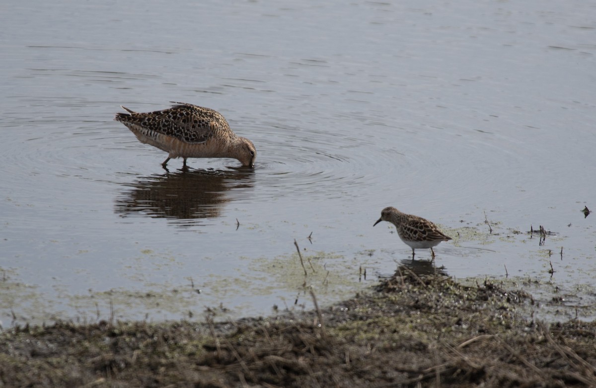 Long-billed Dowitcher - ML236070951