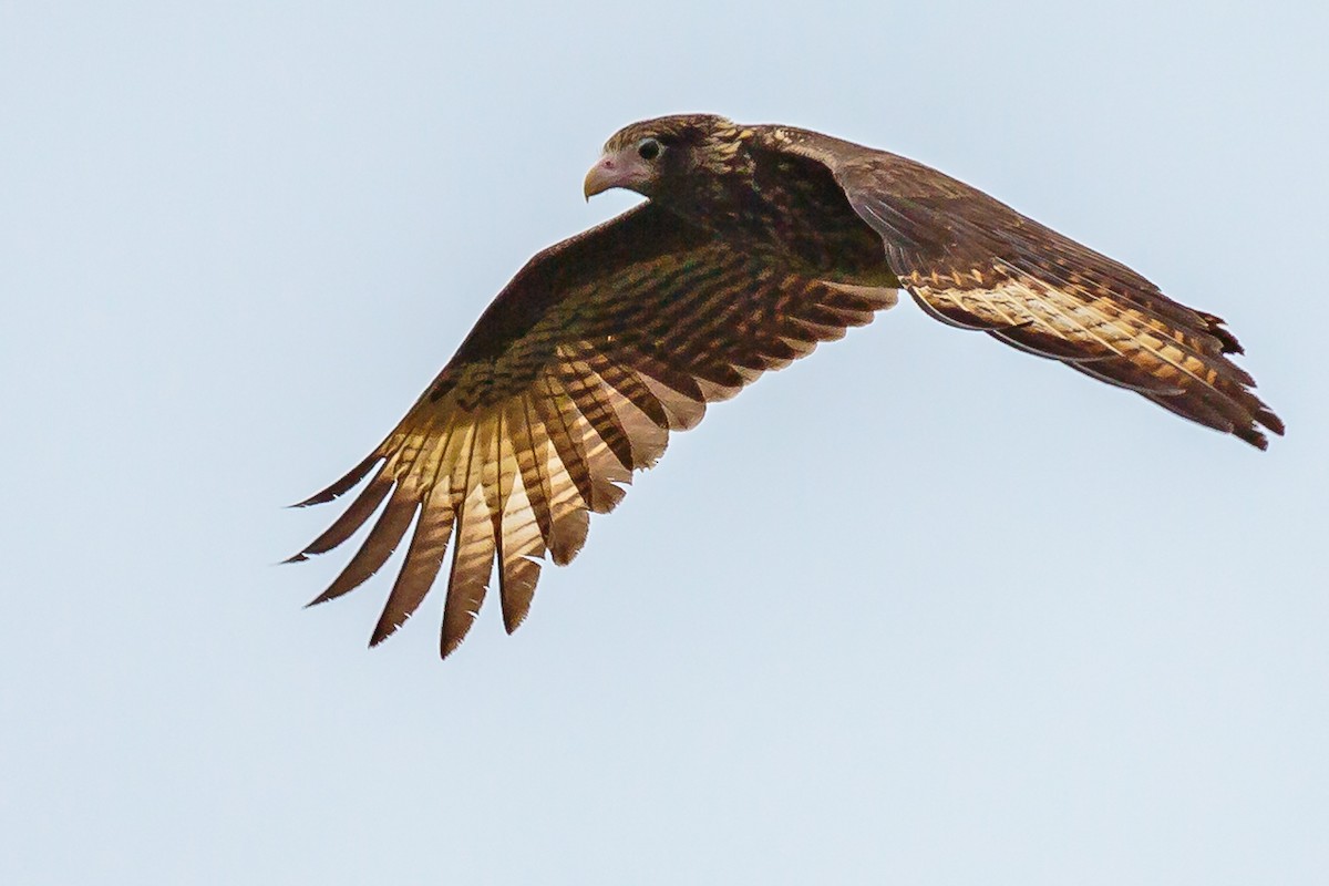 Caracara Chimachima - ML236071201