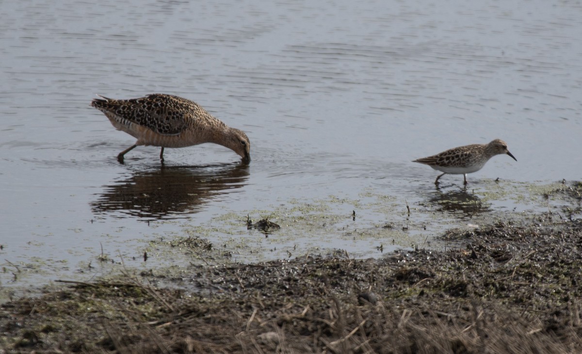 Long-billed Dowitcher - ML236071301