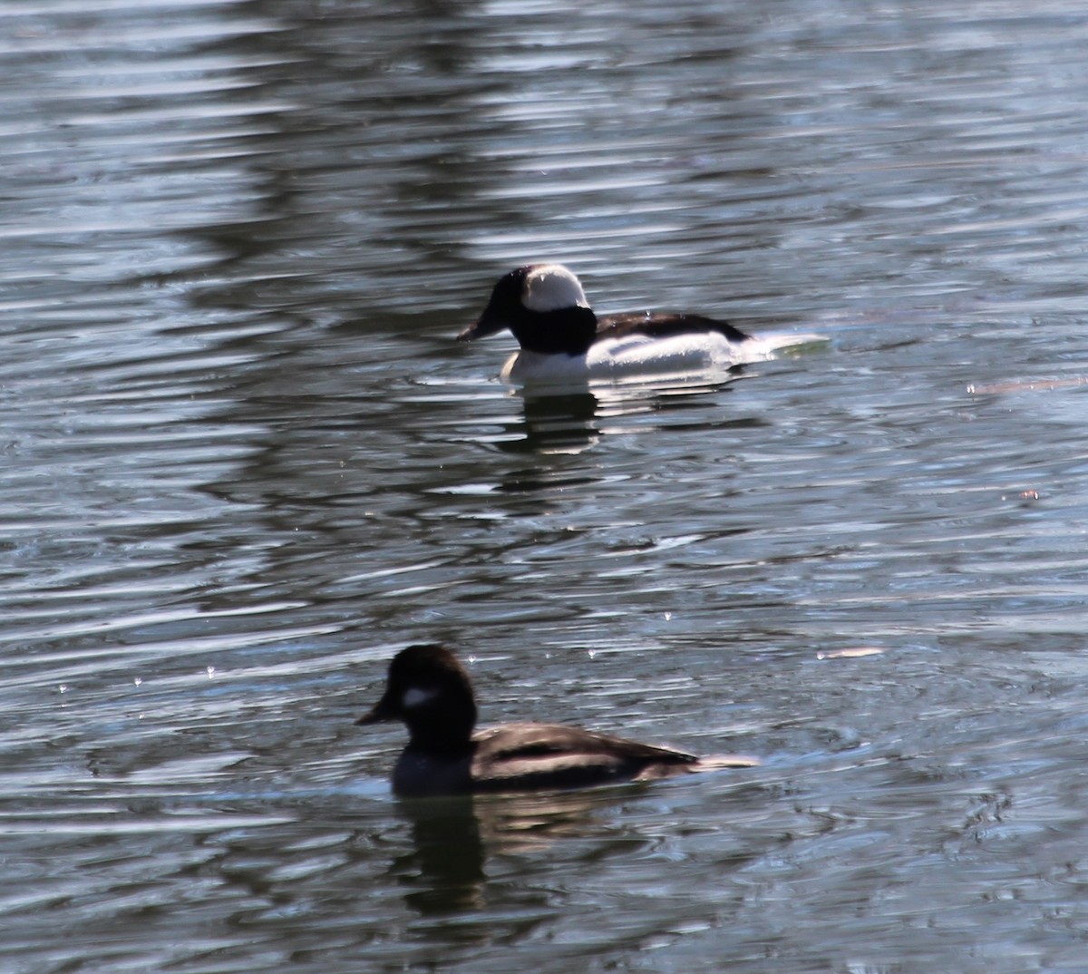 Bufflehead - Christopher Zayachkowski