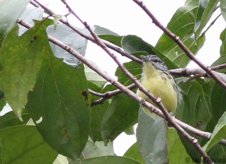 Yellow-throated Antwren - ML23607251