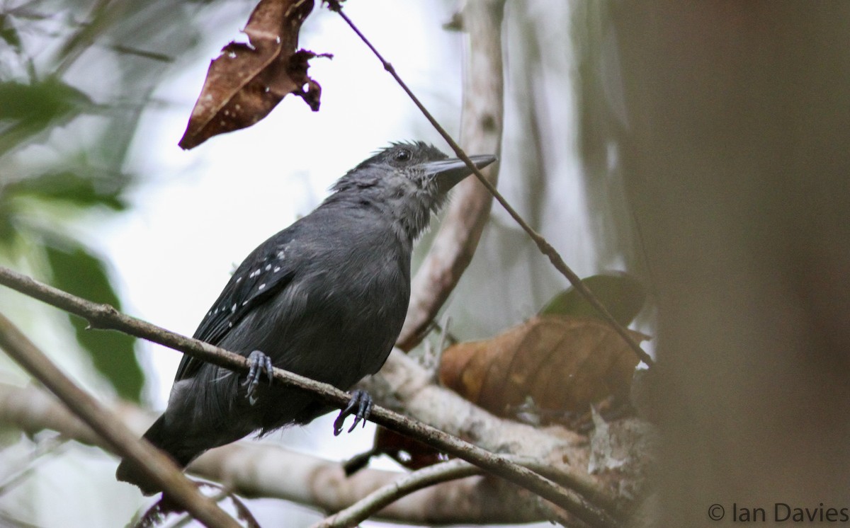 Spot-winged Antshrike - Ian Davies