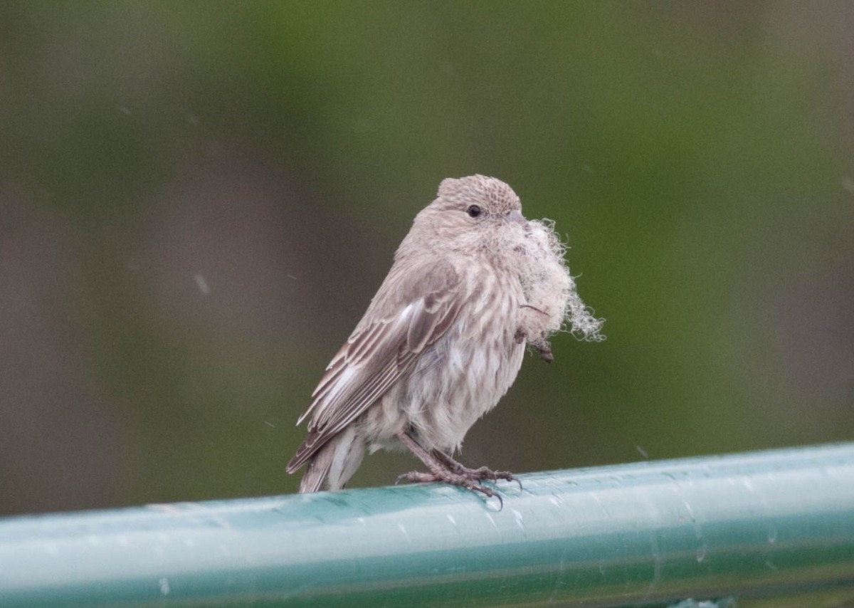 House Finch - ML236072821