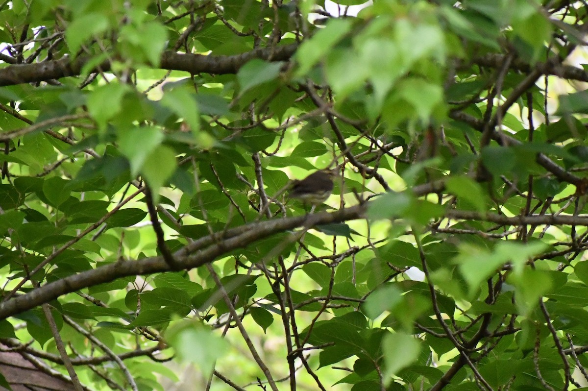 Northern Waterthrush - ML236072961