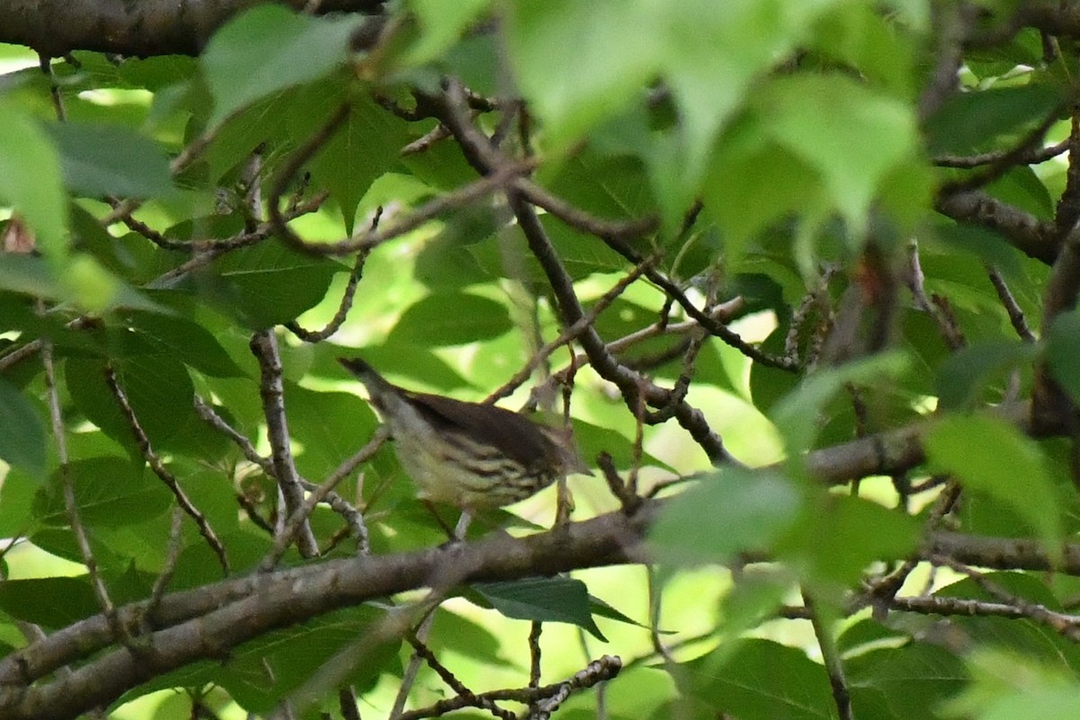 Northern Waterthrush - ML236073061