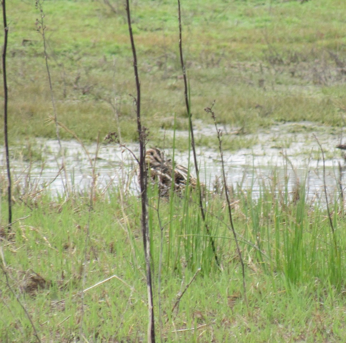 Wilson's Snipe - ML236073511