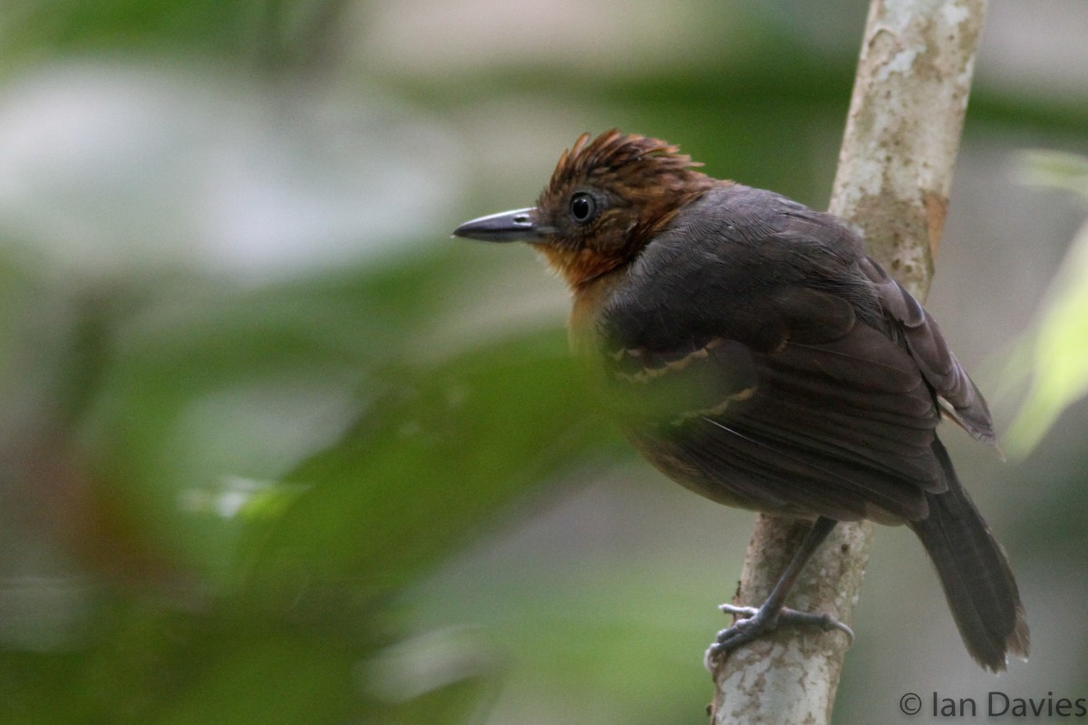 Black-headed Antbird (Amazonas) - Ian Davies