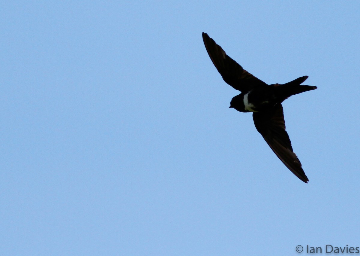 White-banded Swallow - Ian Davies
