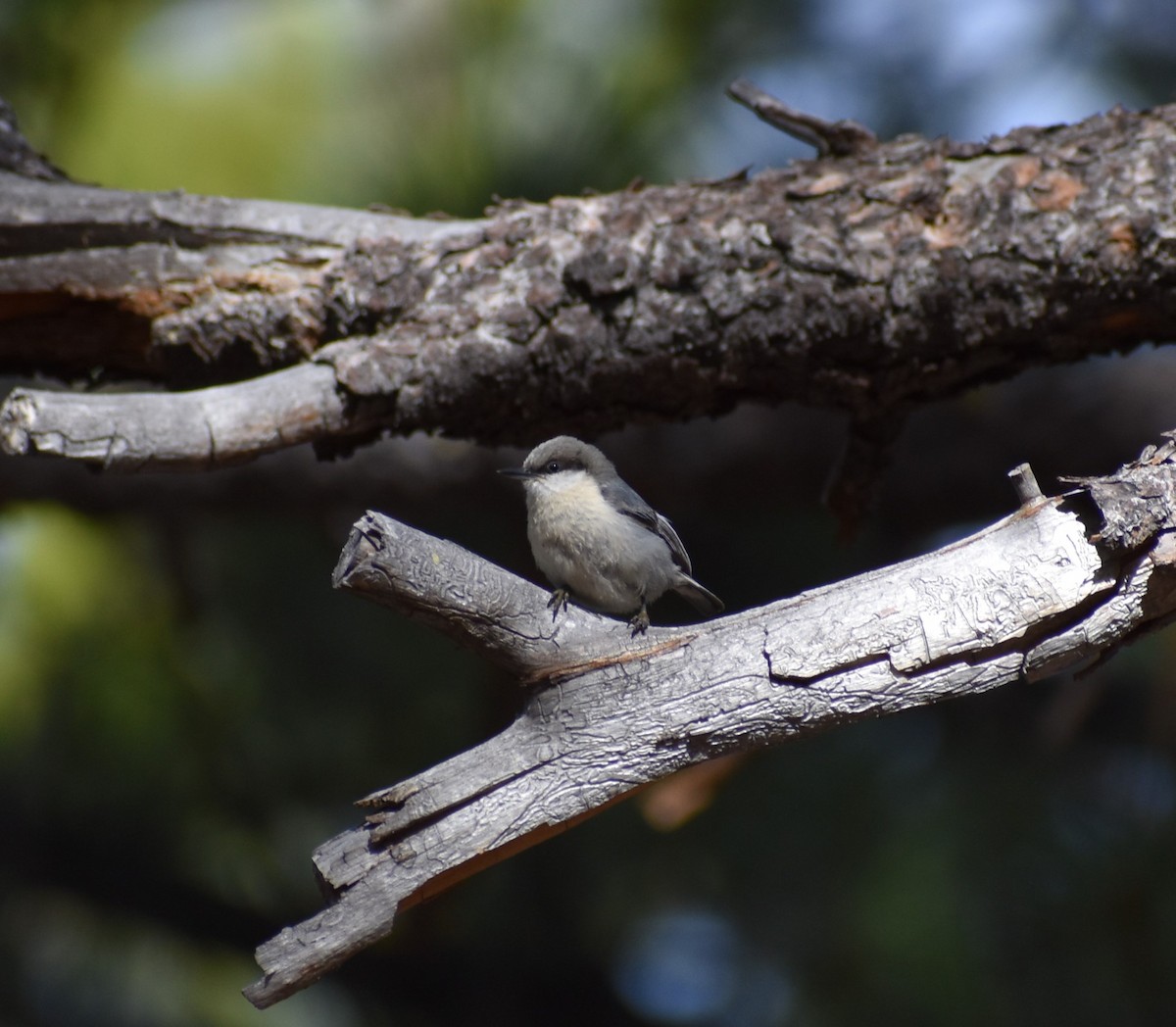 Pygmy Nuthatch - ML236076081