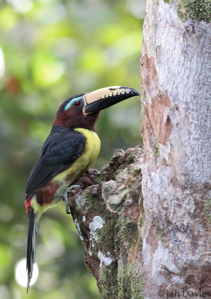 Lettered Aracari - Ian Davies