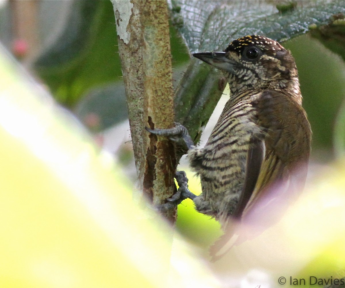 Orinoco Piculet - ML23607841