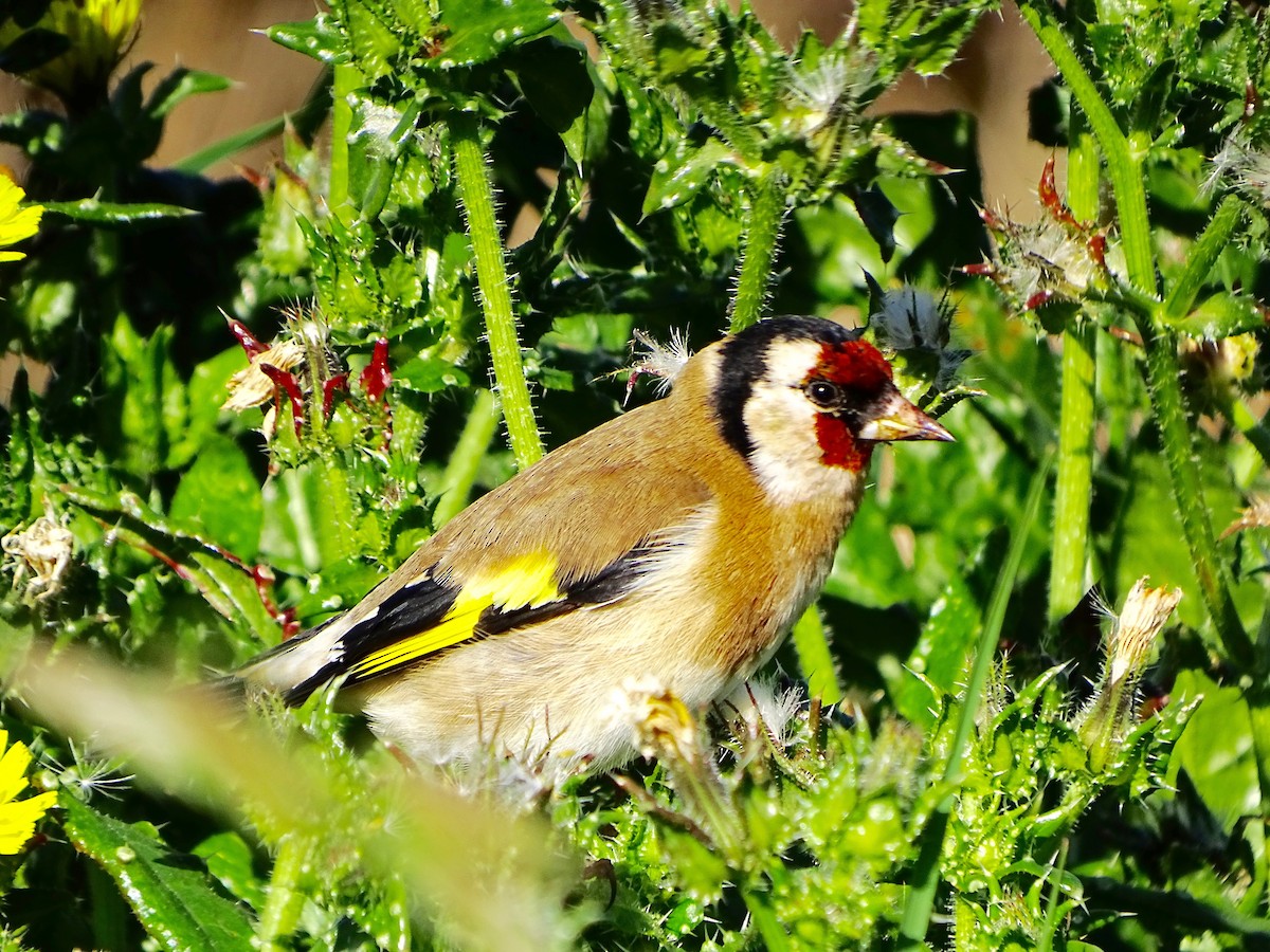 European Goldfinch - ML236078451