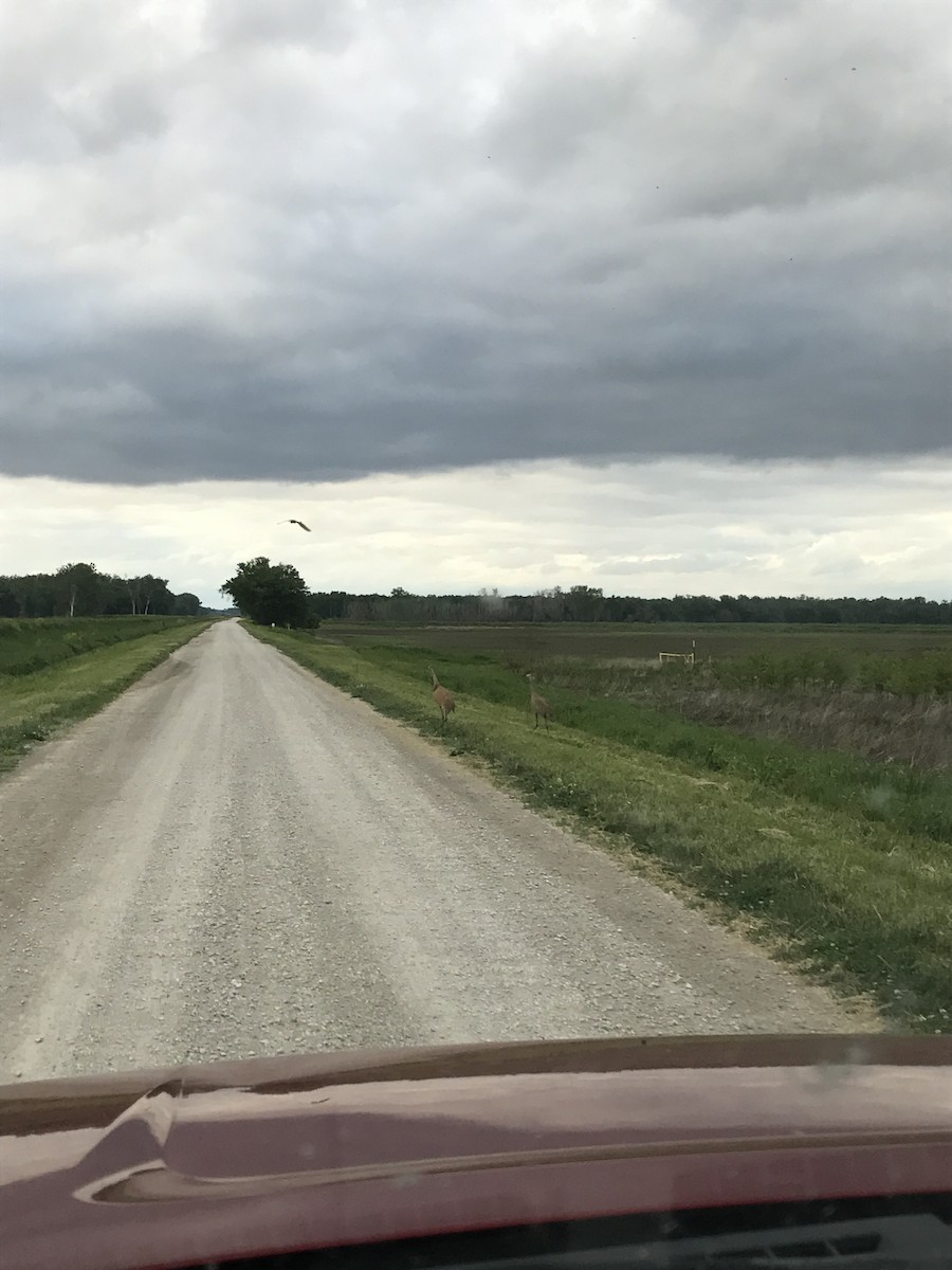 Sandhill Crane - ML236078851