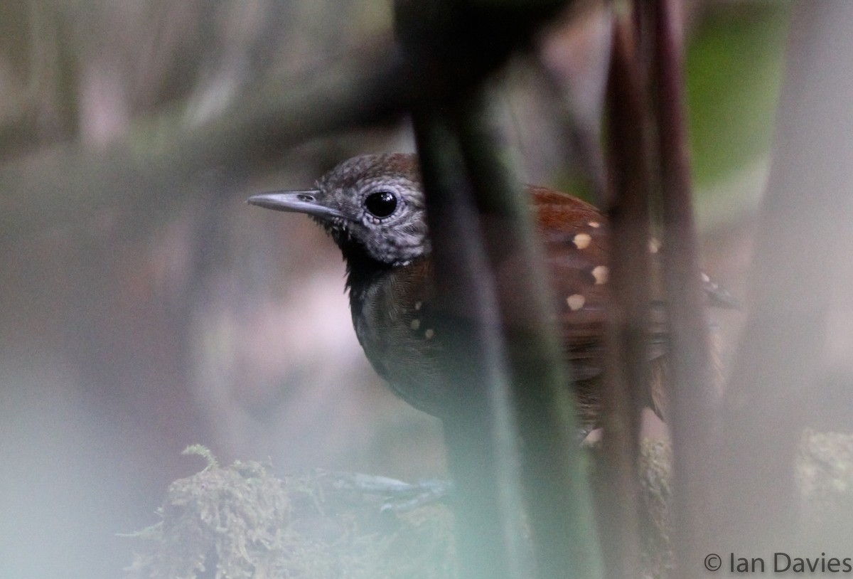 Tüpfelwangen-Ameisenvogel - ML23607931