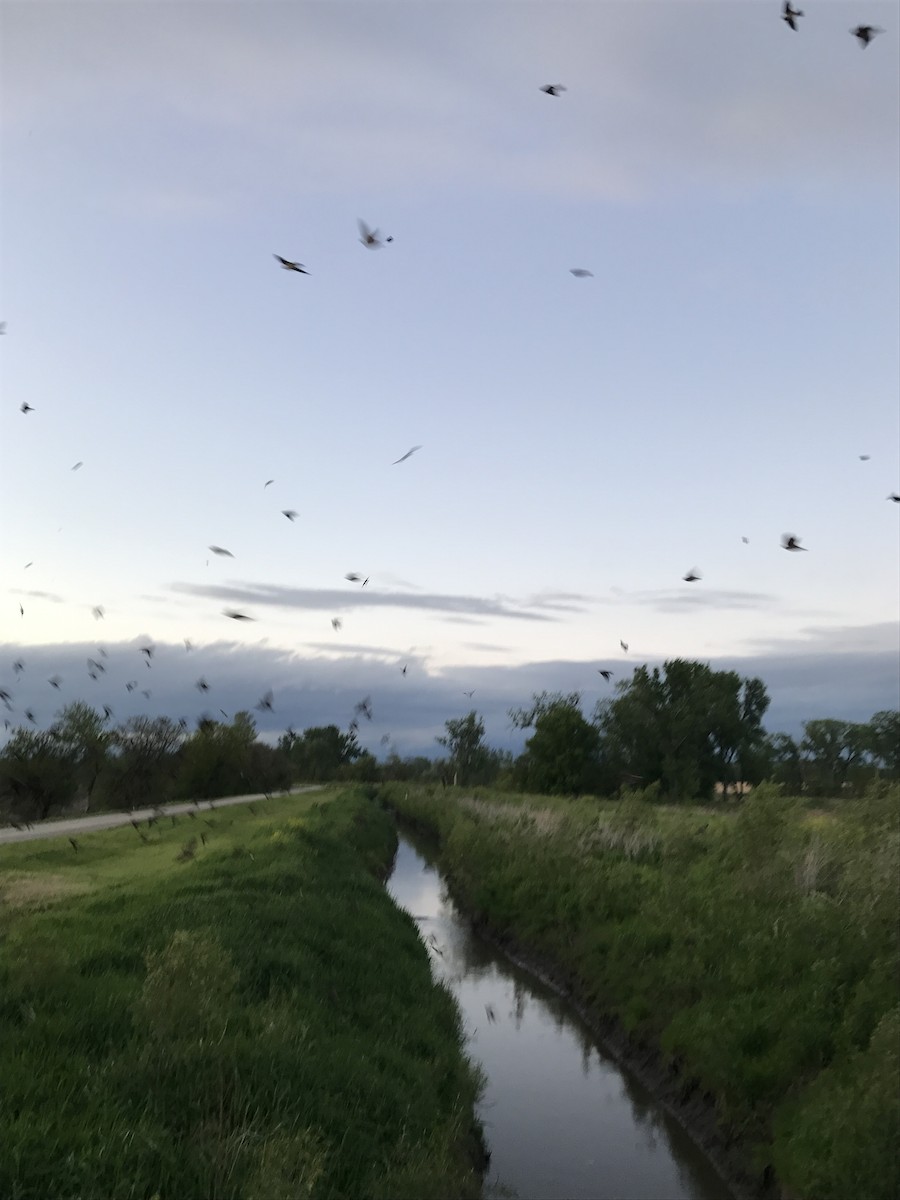 Cliff Swallow - ML236079321