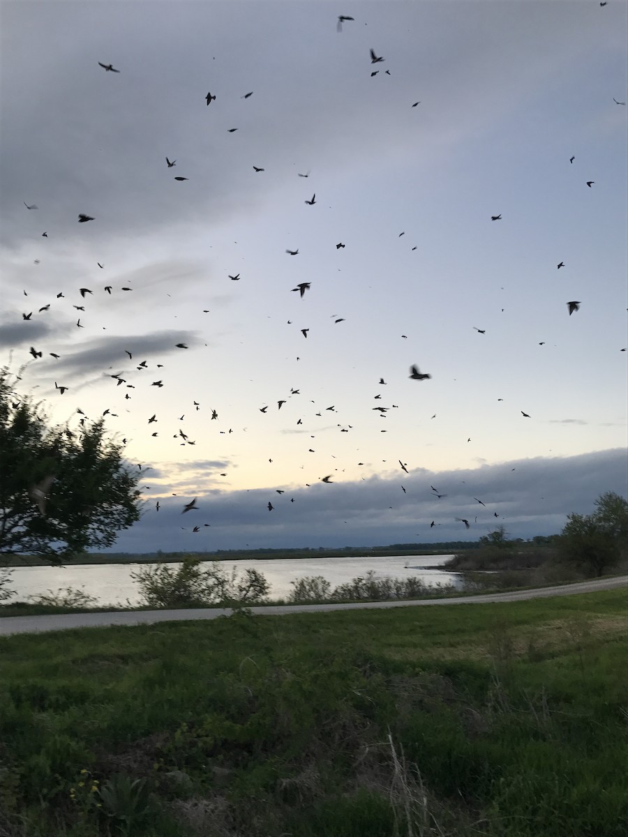 Cliff Swallow - ML236079331