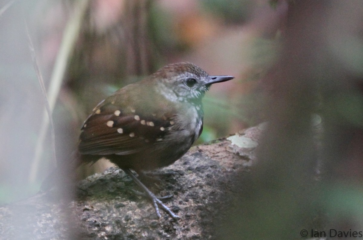 Tüpfelwangen-Ameisenvogel - ML23607941