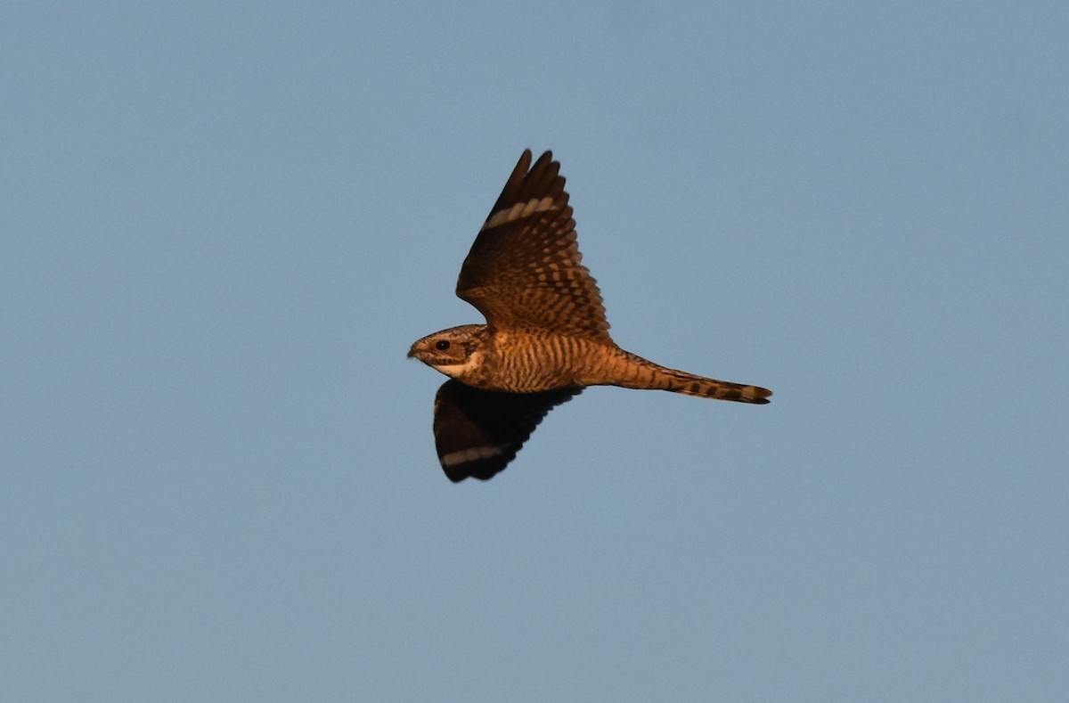 Lesser Nighthawk - Caleb Strand