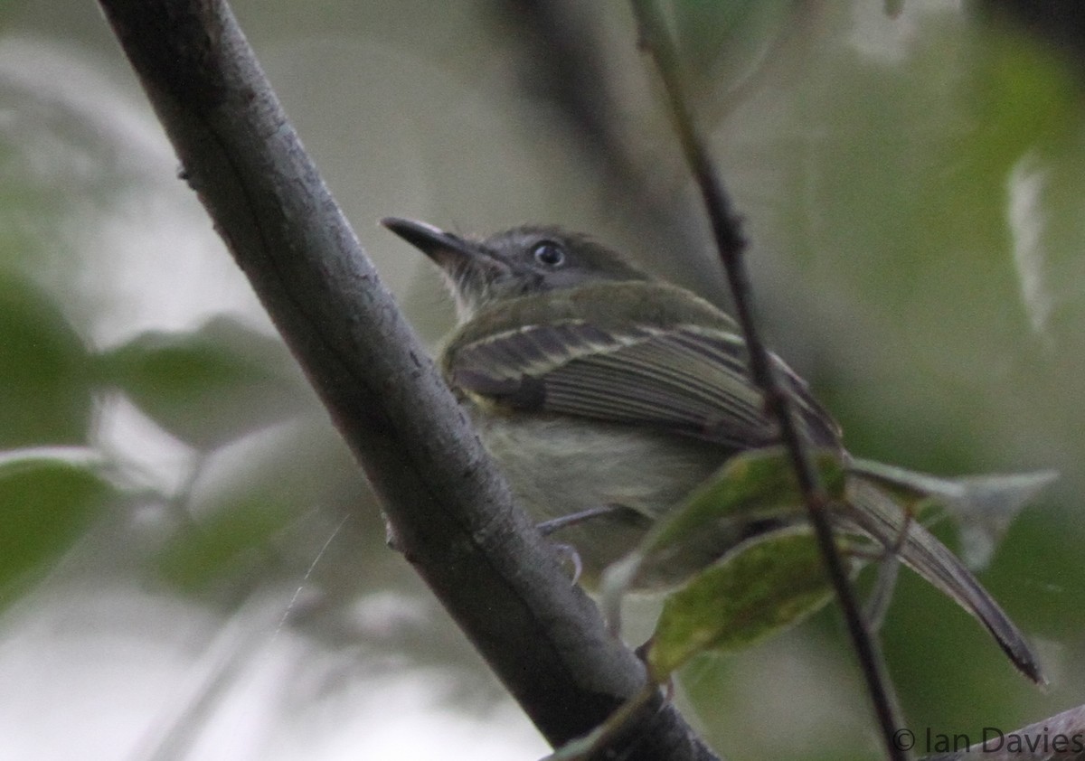 White-eyed Tody-Tyrant - ML23608111