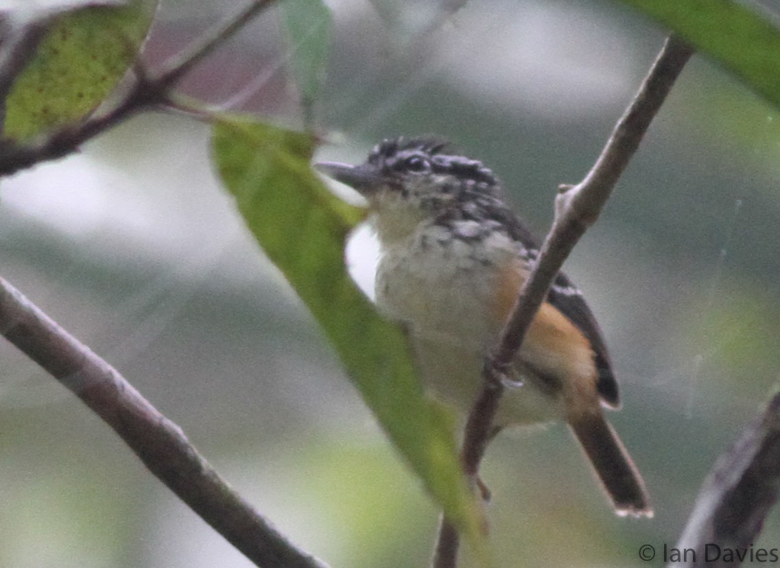 Imeri Warbling-Antbird - ML23608411