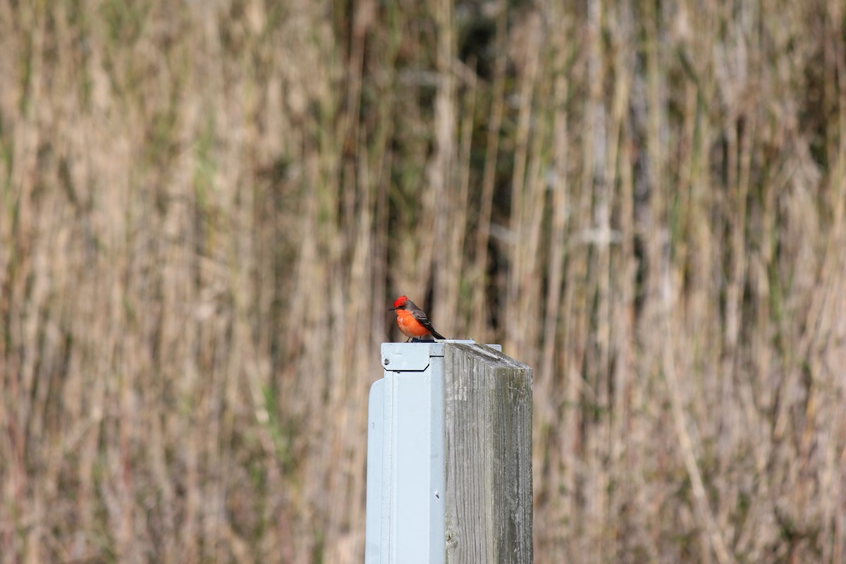 Vermilion Flycatcher - ML23608711