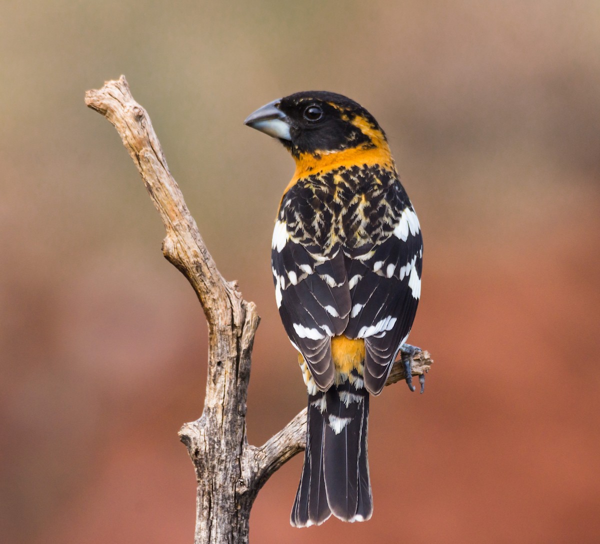 Black-headed Grosbeak - ML236087121