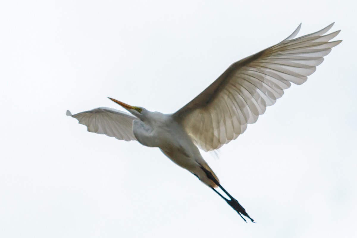 Great Egret - ML236087231