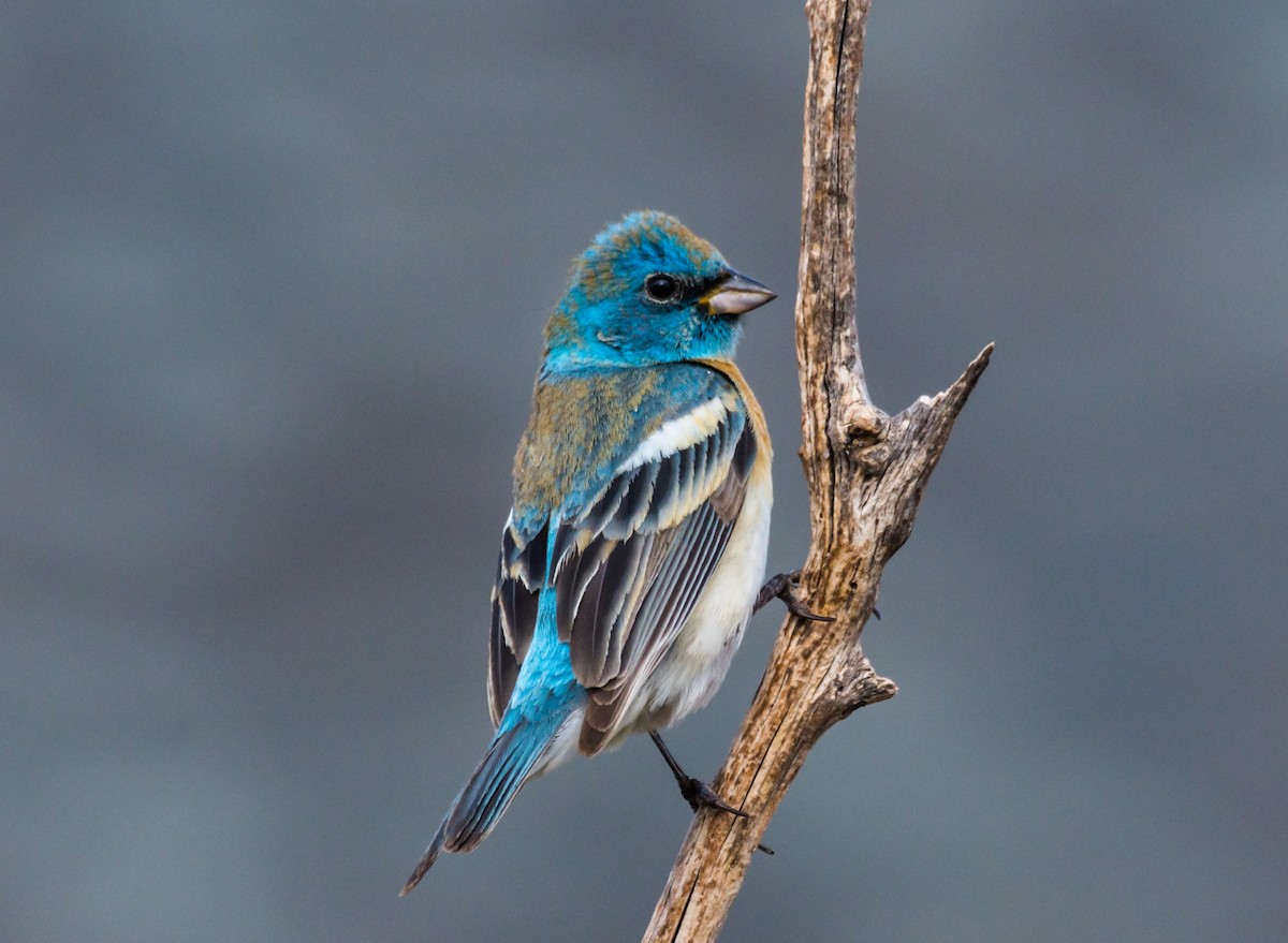 Lazuli Bunting - ML236087711