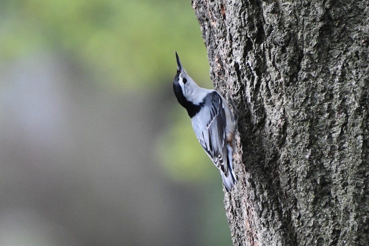 White-breasted Nuthatch - ML236089201