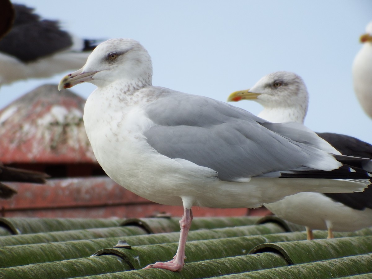 Gaviota Argéntea (americana) - ML23609031