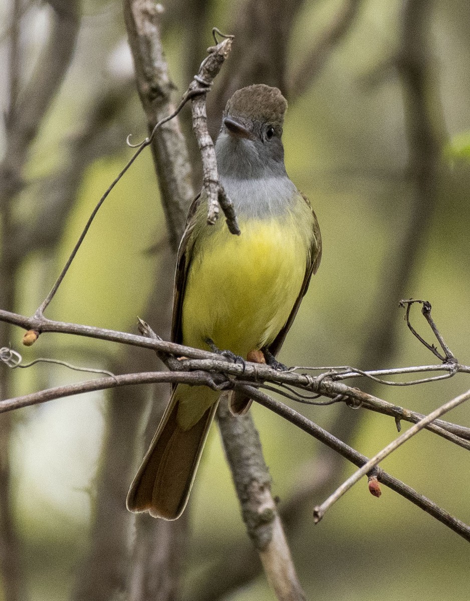 Great Crested Flycatcher - Estela Quintero-Weldon