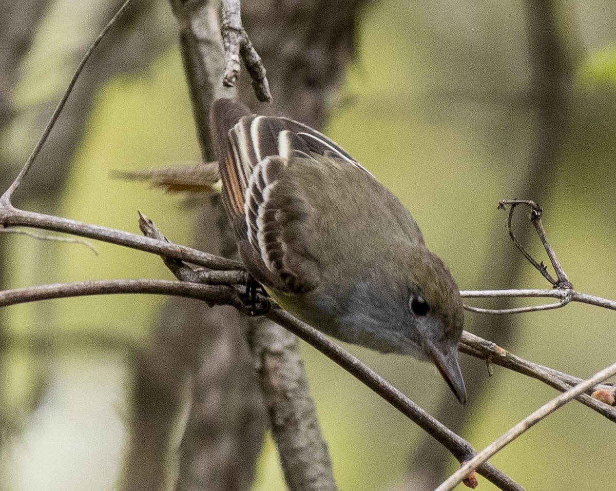 Great Crested Flycatcher - Estela Quintero-Weldon