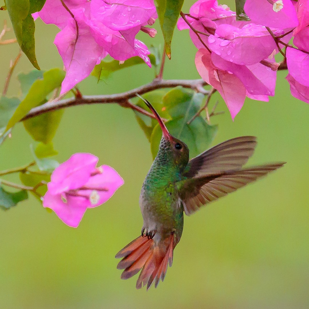 Rufous-tailed Hummingbird - Rolf Simonsson