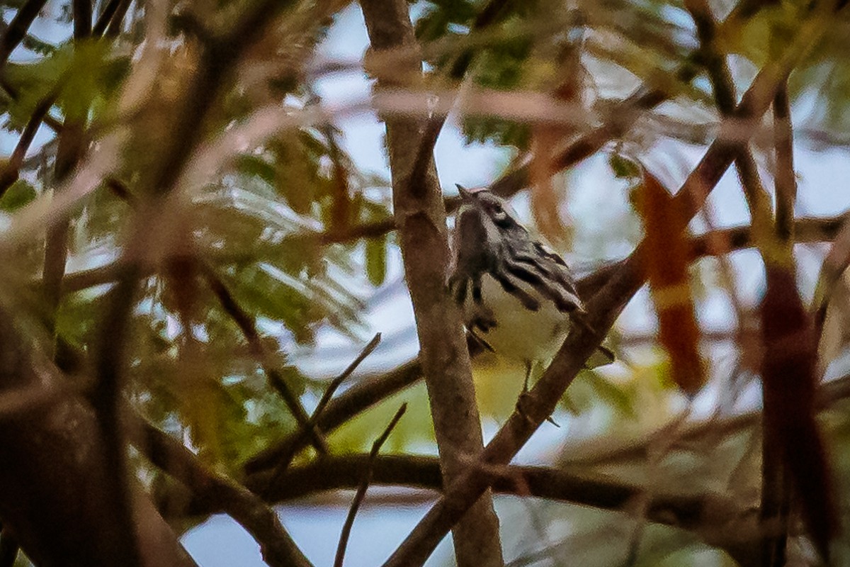 Black-and-white Warbler - Rolf Simonsson