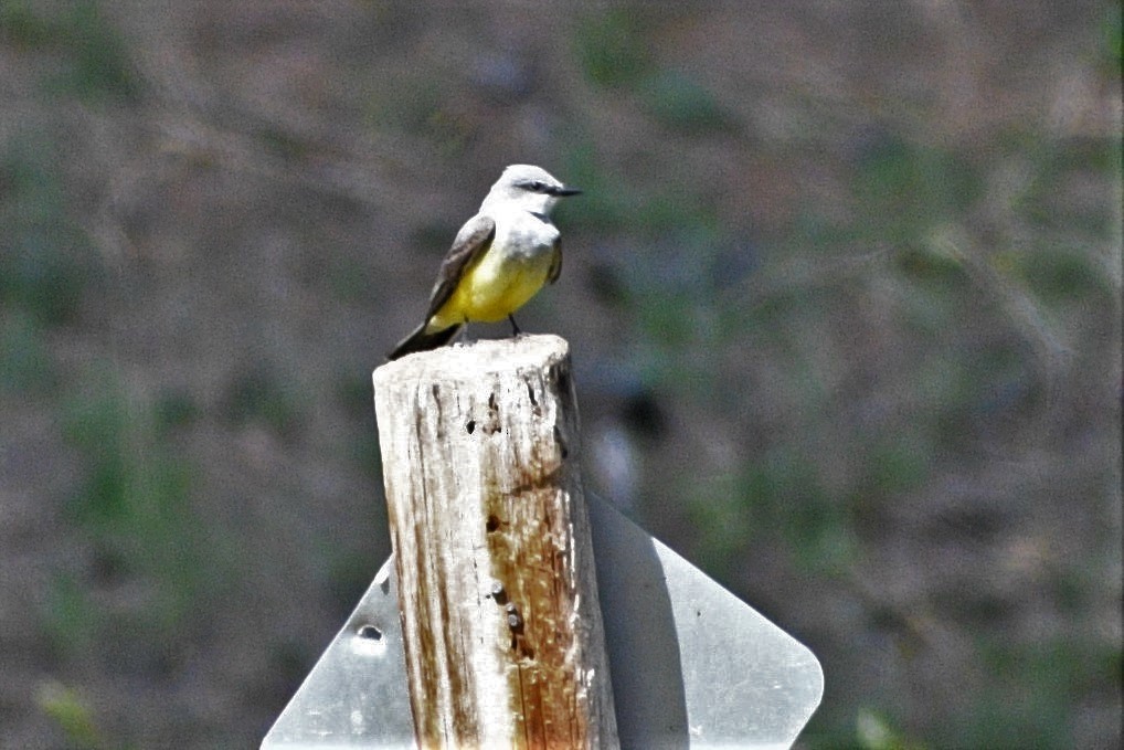 Western Kingbird - ML236094941