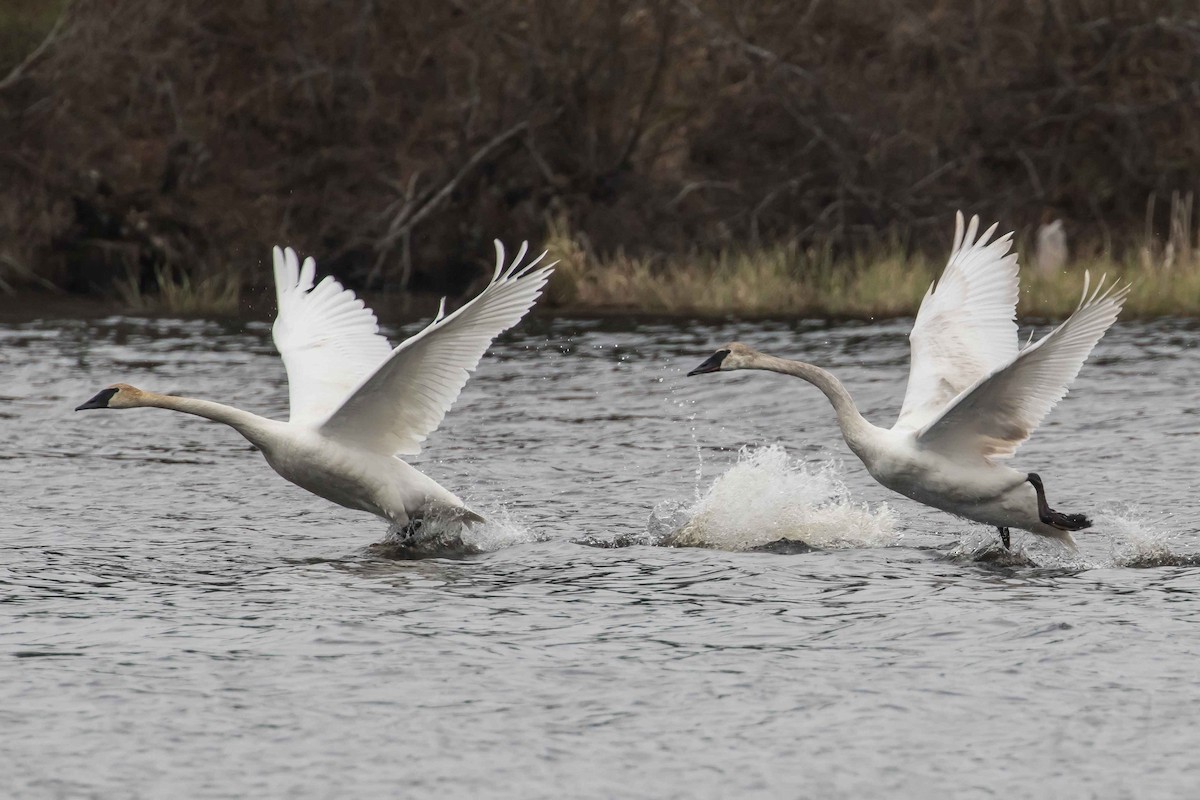 Trumpeter Swan - ML236095091