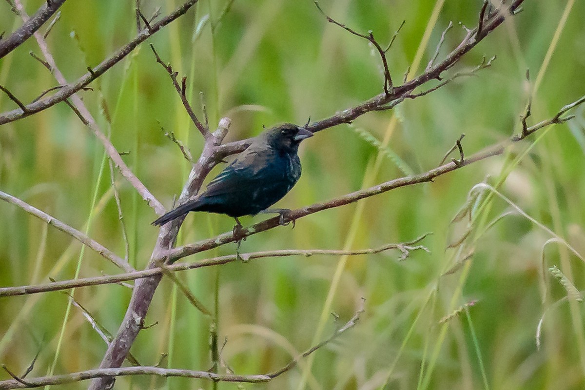 Blue-black Grassquit - ML236095401