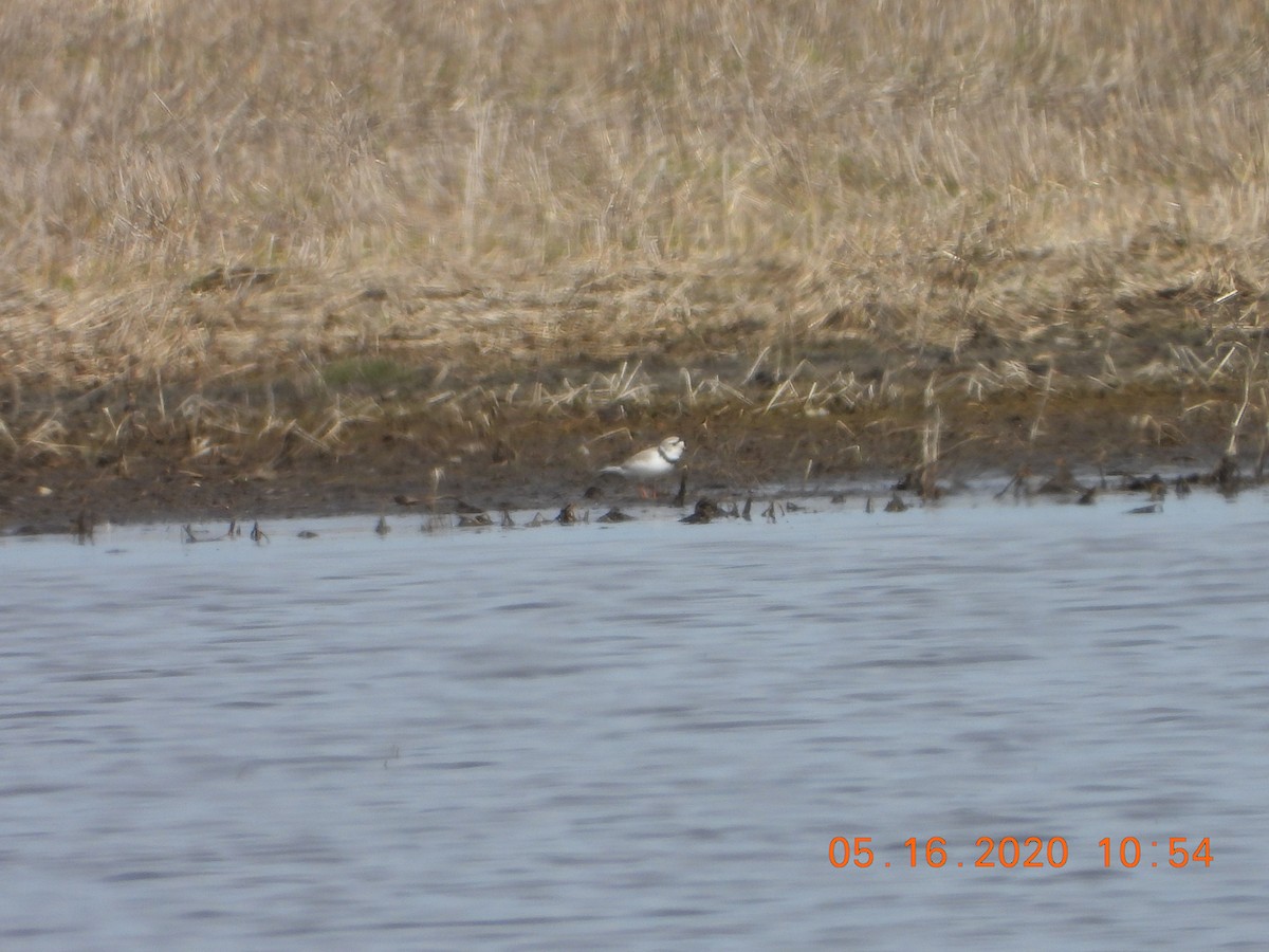 Piping Plover - ML236095881