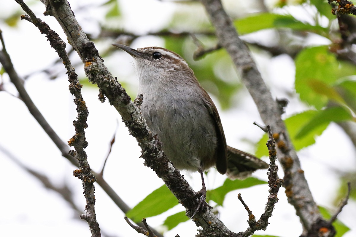 Bewick's Wren - Marlene Cashen