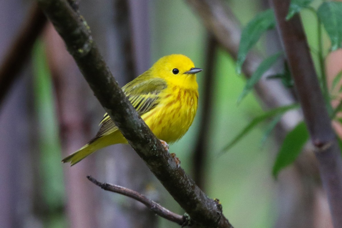 Yellow Warbler - Marlene Cashen