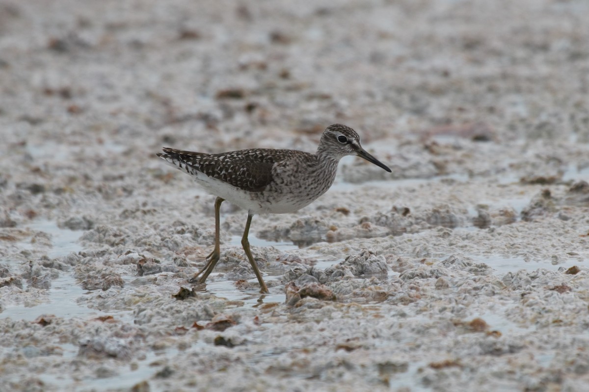 Wood Sandpiper - Jonathan Plissner