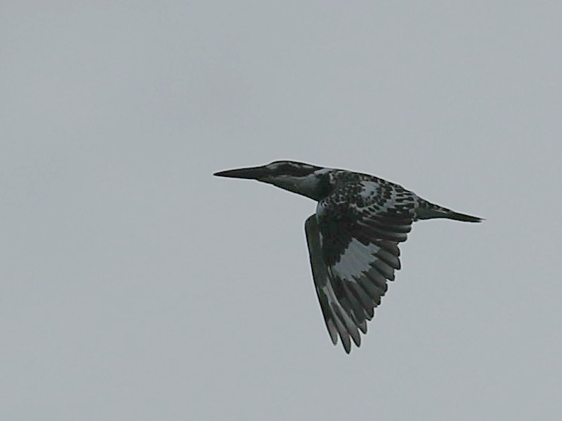 Pied Kingfisher - ML236097231