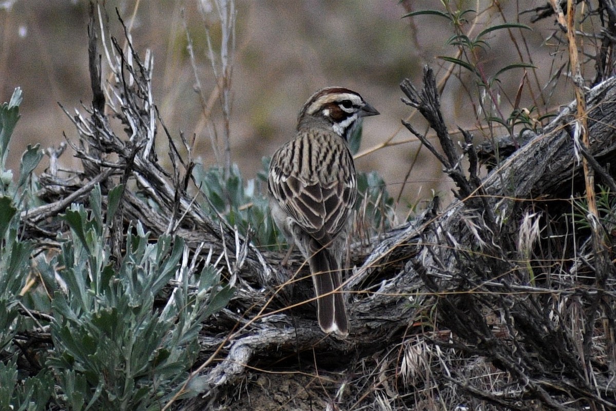 Lark Sparrow - ML236097941