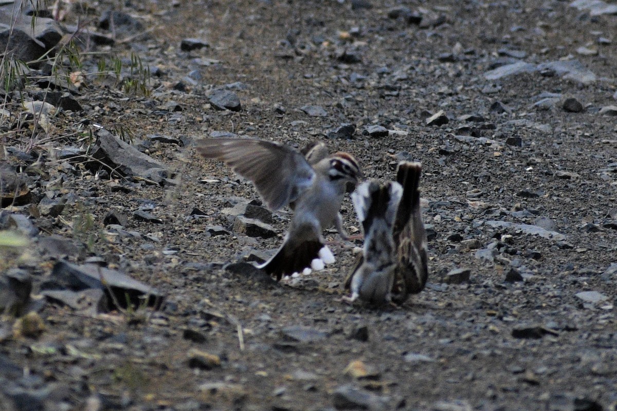 Lark Sparrow - ML236098101