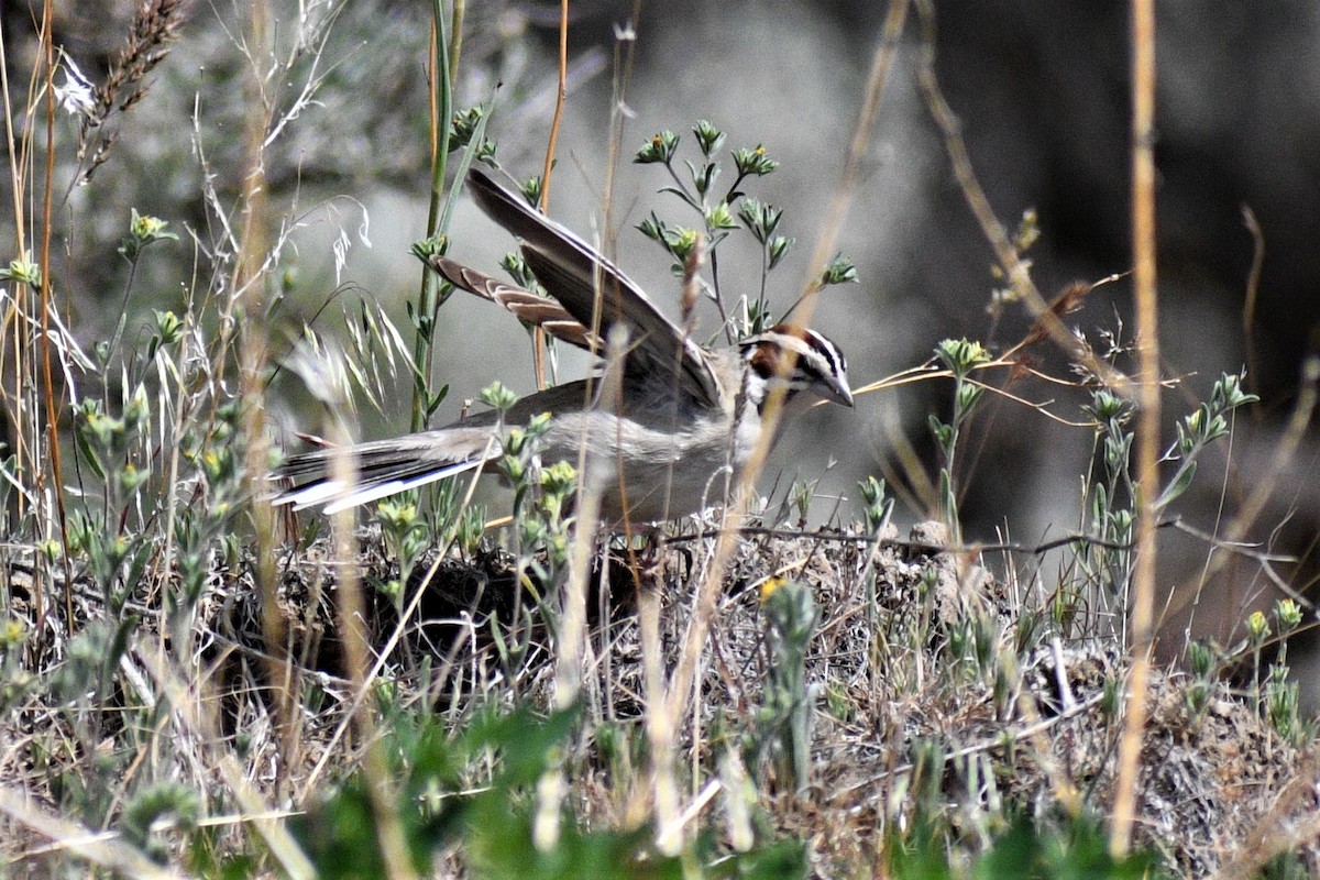 Lark Sparrow - ML236098281