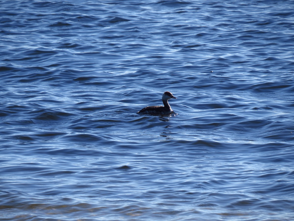 Horned Grebe - Robert Stewart