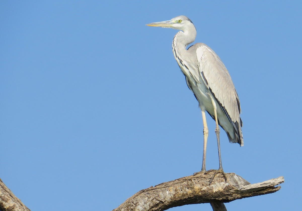 Gray Heron - ML236100521