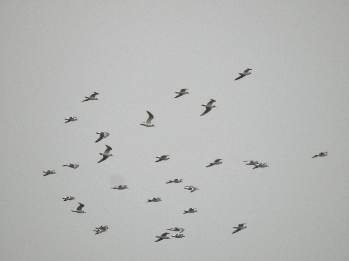 Franklin's Gull - Anonymous