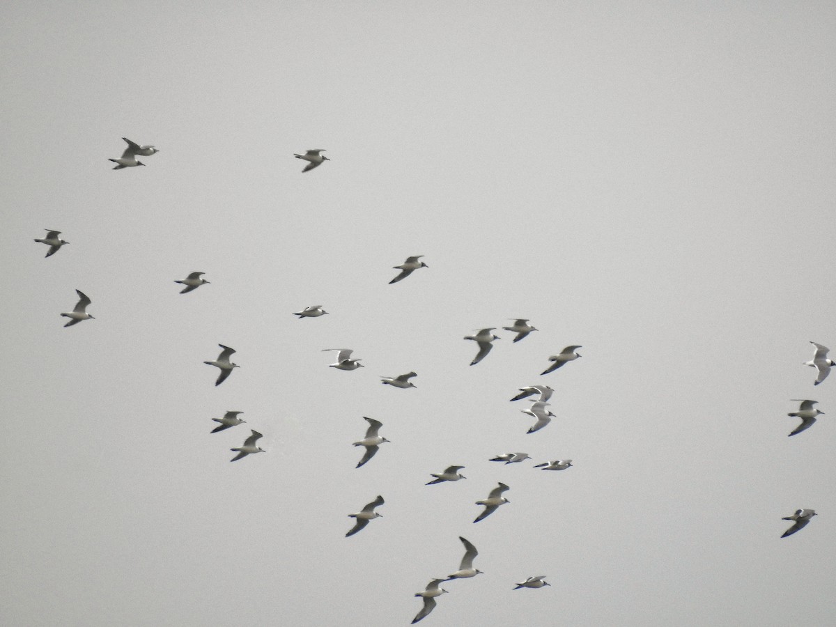 Franklin's Gull - ML236101991