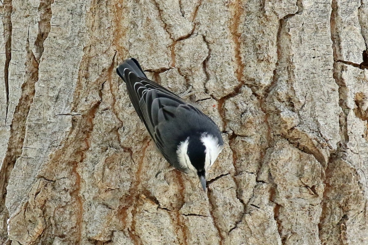 White-breasted Nuthatch - ML236103571